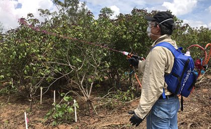 A demonstration of the technique, which involves applying a high concentration jet or ‘splatter’ of herbicide on to foliage.